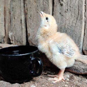 Poultry Drinking Cup System