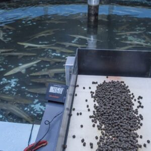 Automatic Fish Feeder