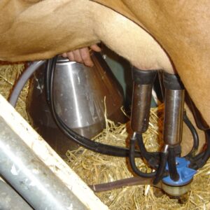 Automatic Milking Machine