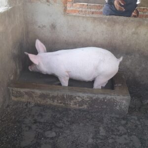 Automatic Pig Drinking System