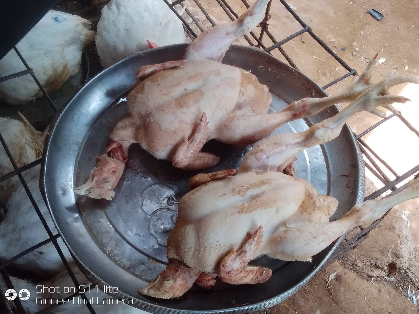 Chicken Plucker - Image 3