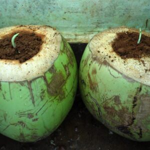 Garlic Planter