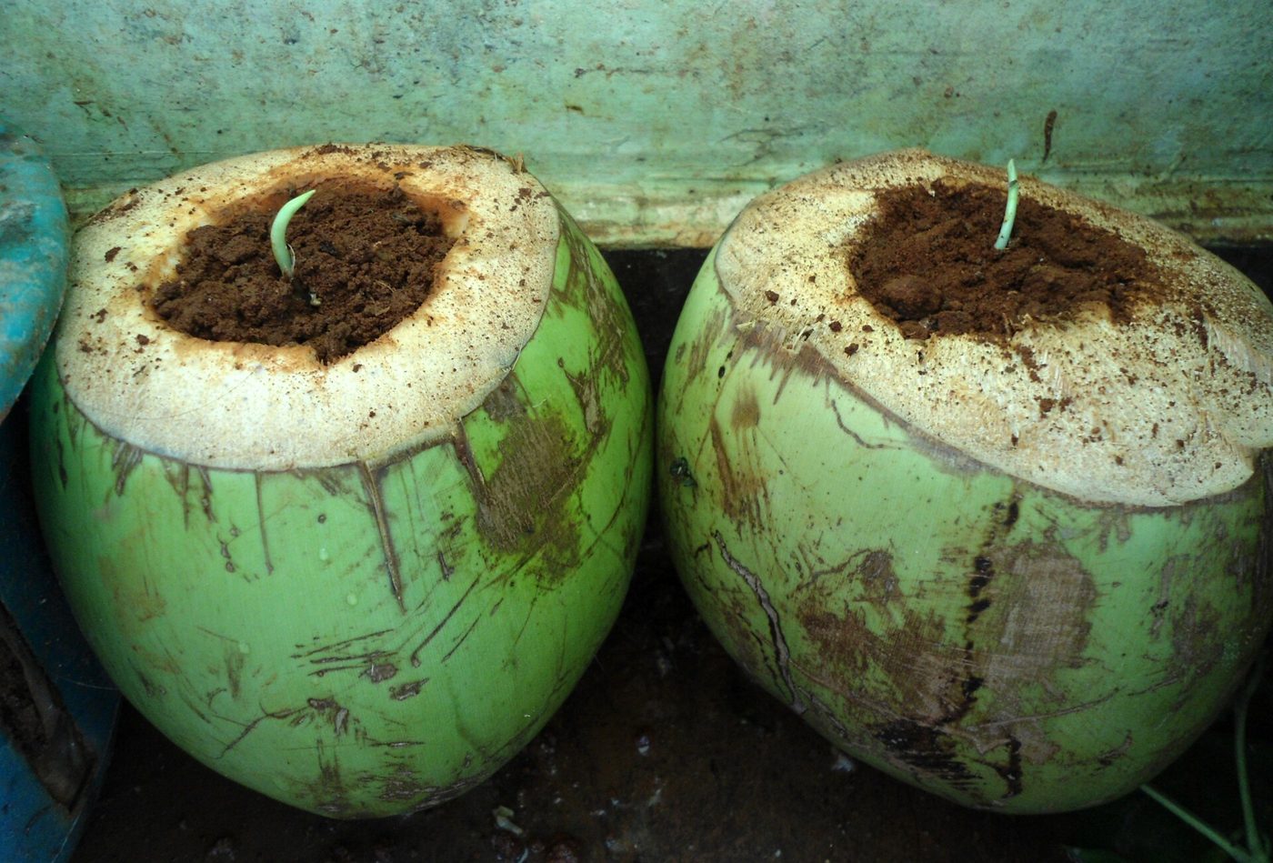 Garlic Planter