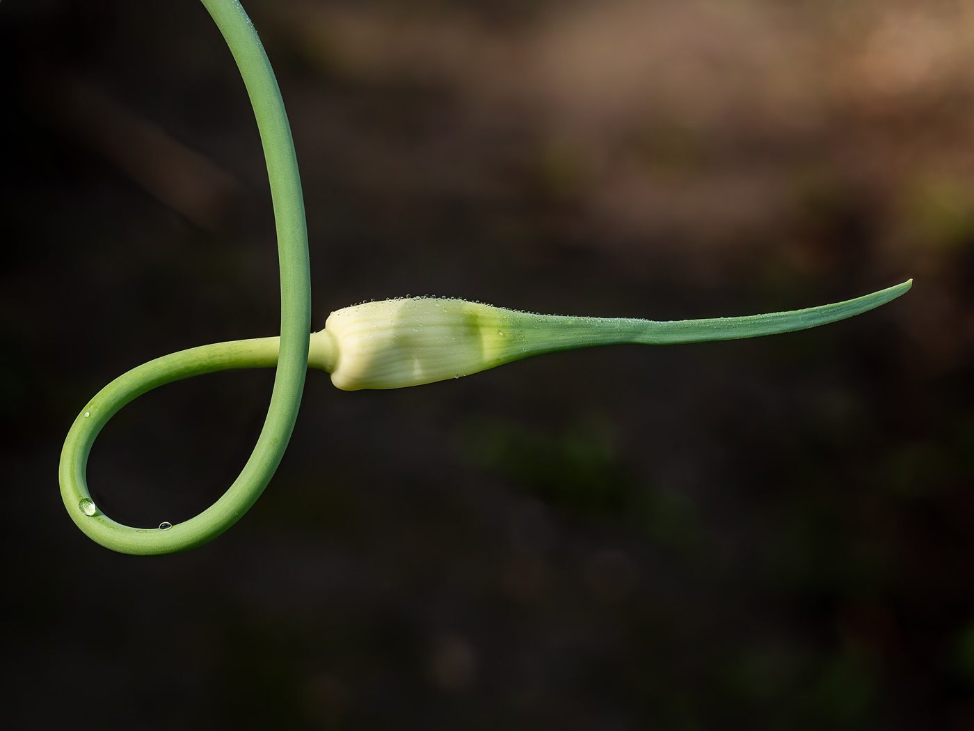 Garlic Planter - Image 3