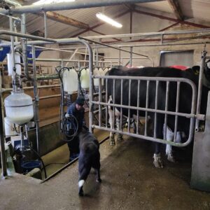 Herringbone Milking Parlor