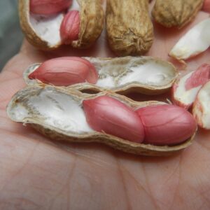 Peanut Sheller
