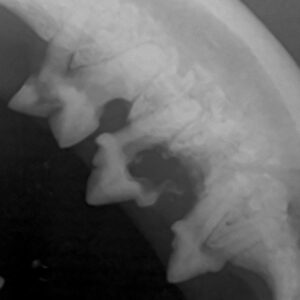 Veterinary Digital Radiography System