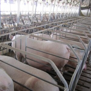Pig Farrowing Crate