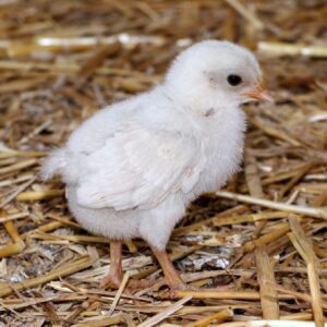 Pullet Rearing Cage System