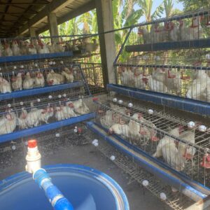 Breeding Chicken Cage System