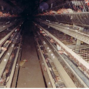 Multi-Tier Poultry Cage