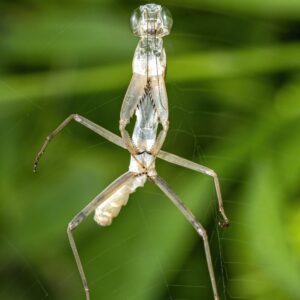 Robotic Exoskeleton