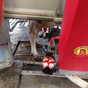Robotic Milking System