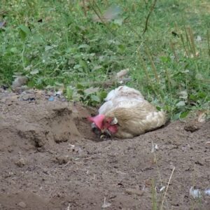 Robotic Poultry Feeding System